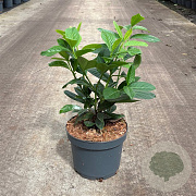 Prunus l. 'Novita' 40-50 cm 3,5L