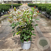 Prunus l. On Fire 40-50 cm 5,0L