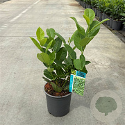 Prunus I. 'Rotundifolia' 30-40 cm 2,5L