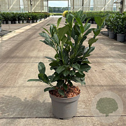 Prunus l. 'Strike' 40-50 cm 3,5L