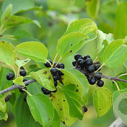 Rhamnus cathartica 80-100 cm wortelgoed autochtoon