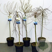 Salix Gemengd 100-125 cm wortelgoed 0/1 autochtoon