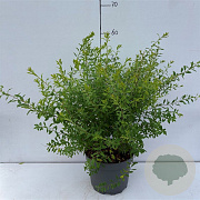 Spiraea arguta 40-50 cm 3,5L