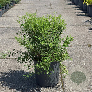 Spiraea arguta 40-50 cm 6,5L