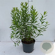Spiraea billardii 40-50 cm 3,5L