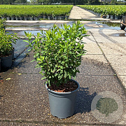 Spiraea billardii 50-60 cm 6,5L