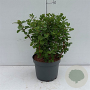 Spiraea betulifolia 'Tor' 20-30 cm 3,5L
