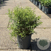 Spiraea cinerea 'Grefsheim' 50-60 cm 6,5L