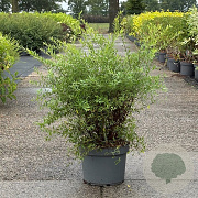 Spiraea cinerea 'Grefsheim' 60-80 cm 10L
