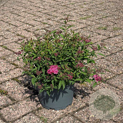 Spiraea jap. 'Anthony Waterer' 20-30 cm 3,5L