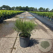Tamarix tetrandra 50-60 cm 6,5L