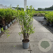 Spiraea billardii 80-100 cm 6,5L