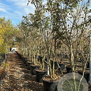 Fraxinus excelsior 300-350 cm cont. 95L