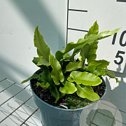 Asplenium scolopendrium GM 2,0L