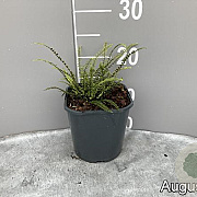Asplenium trichomanes GM 2,0L