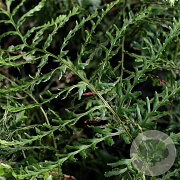 Dryopteris f.-m. 'Lin. Polydactyla' GM P9