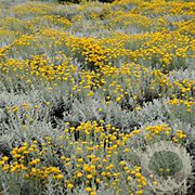 Helichrysum italicum 'Dwarf Curry' GM 2,0L