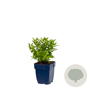 Lythrum 'Flothrum Robin' GM  P11