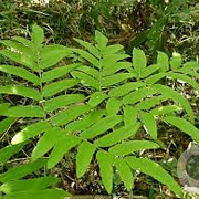Osmunda japonica GM P9