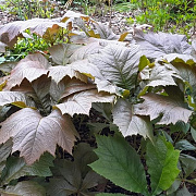 Rodgersia pinnata 'Braunlaub' GM 2,0L