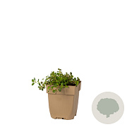 Thymus pulegioides GM  P11