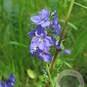Veronica austriaca teucrium GM  P11