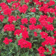 Verbena peruviana GM P9