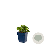 Waldsteinia ternata GM  P11