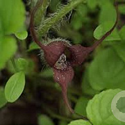 Asarum caudatum GM P9