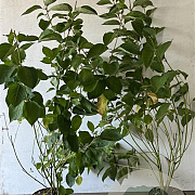 Cornus alba 'Sibirica' 80-100 cm 7,5L