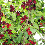 Cornus mas 60-80 cm 7,5L