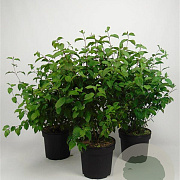Cornus sanguinea 60-80 cm 7,5L
