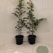 Fagus sylvatica 80-100 cm 7,5L overjarig