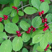 Lonicera xylosteum 60-80 cm 7,5L