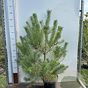 Pinus sylvestris 80-100 cm 7,5L