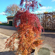 Acer pal. 'Emerald Lace' 200-250 cm cont. 110L vormboom