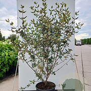 Viburnum burkwoodii 125-150 cm 20L