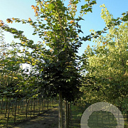 Acer campestre 12-14 HO draadkluit