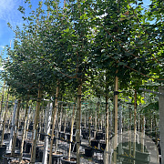 Acer campestre 14-16 HO container