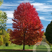 Acer freemanii Autumn Blaze 14-16 HO container