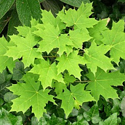 Acer platanoides 16-18 HO container