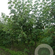 Acer saccharinum 10-12 HO container
