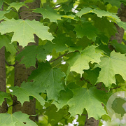 Acer saccharinum 12-14 HO container