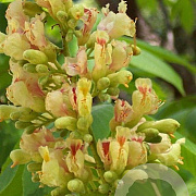 Aesculus flava 'Vestita' 12-14 HO container