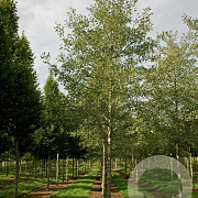 Alnus glutinosa 'Laciniata' 18-20 HO container