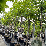 Catalpa bignonioides 14-16 HO container
