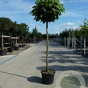Catalpa bignonioides 'Nana' 16-18 HO container 225 cm stam