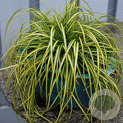 Carex oshim. Evercolor Eversheen 20-25 cm 2,0L