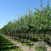 Celtis australis 8-10 HO container geveerd