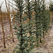 Cedrus l. 'Glauca' 14-16 HO container geveerd
